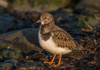 Turnstone