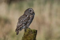 Tawny-Owl