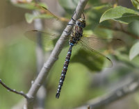 Common-Hawker-male