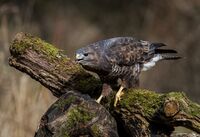 Buzzard