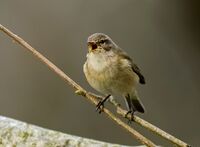 Chiffchaff