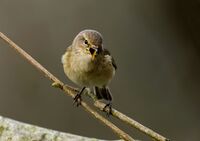 Chiffchaff