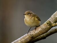 Chiffchaff