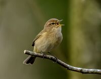 Chiffchaff