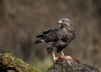 Buzzard
