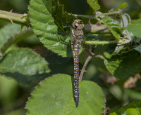 Migrant-Hawker-female