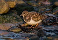 Turnstone