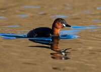 Little-Grebe
