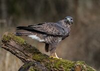 Buzzard