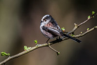 Long-tailed-Tit