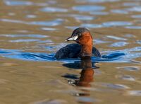 Little-Grebe