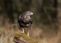 Buzzard