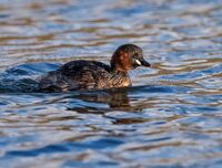 Little-Grebe