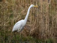 Great-White-Egret