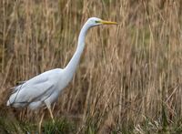 Great-White-Egret