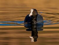 Coot