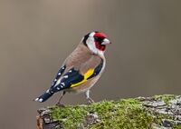 Goldfinch