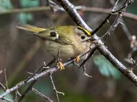 Goldcrest (f)