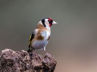 Goldfinch
