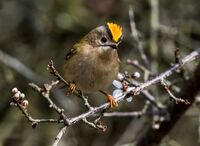 Goldcrest (m)