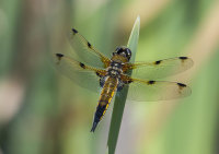 Four-spotted-Chaser