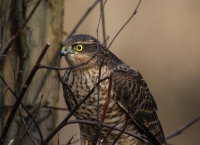 Sparrowhawk (f)