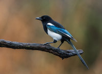 Magpie