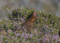 Red-Grouse-male