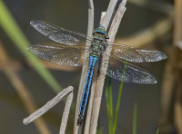 Emperor-Dragonfly-male