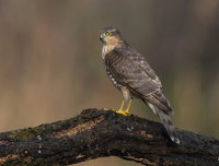 Sparrowhawk (f)