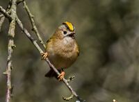 Goldcrest (m)