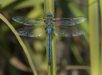 Emperor-Dragonfly- male