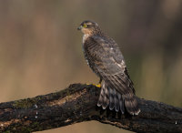 Sparrowhawk (f)