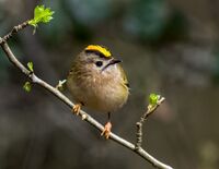 Goldcrest (m)