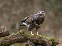 Buzzard