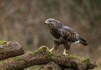 Buzzard