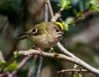 Goldcrest (f)