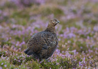 Red-Grouse-female