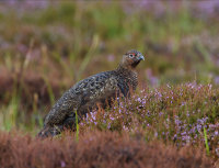 Red-Grouse-male