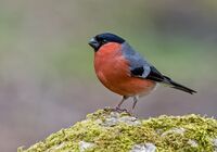 Bullfinch (m)