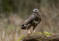 Buzzard