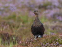 Red-Grouse-male