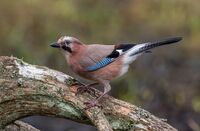 Jay