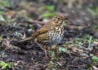 Songthrush