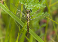 Black-tailed-Skimmer-female
