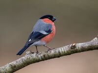 Bullfinch (m)