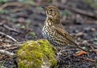 Songthrush