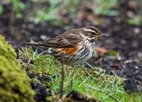 Redwing