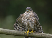 Sparrowhawk-female