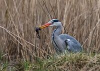 Heron